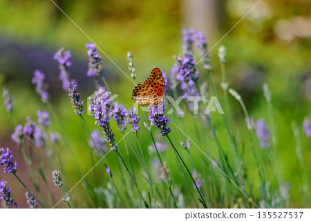A butterfly that mimics the poisonous butterfly, Plain Tiger, Indian Fritillary A butterfly that mimics the poisonous butterfly, Plain Tiger, Indian Fritillary 135527537