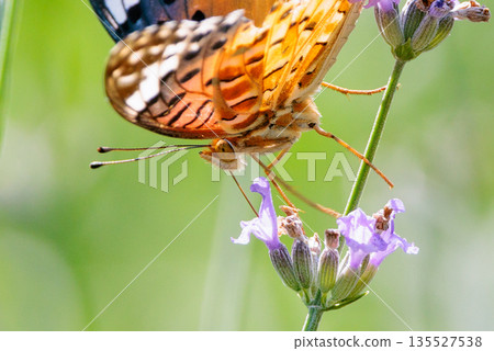 A butterfly that mimics the poisonous butterfly, Plain Tiger, Indian Fritillary A butterfly that mimics the poisonous butterfly, Plain Tiger, Indian Fritillary 135527538