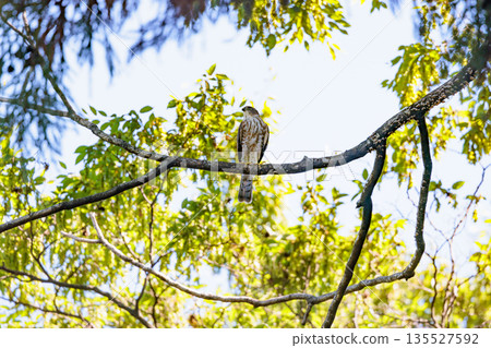 A small bird of prey, the Japanese sparrowhawk, which has been used for falconry in recent years. A small bird of prey, the Japanese sparrowhawk, which has been used for falconry in recent years. 135527592