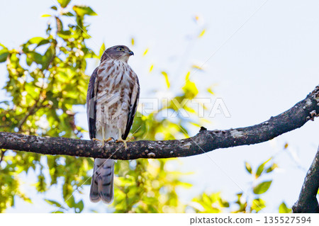 A small bird of prey, the Japanese sparrowhawk, which has been used for falconry in recent years. A small bird of prey, the Japanese sparrowhawk, which has been used for falconry in recent years. 135527594