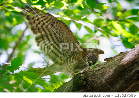 A small bird of prey, the Japanese sparrowhawk, which has been used for falconry in recent years. 135527599