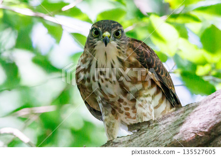 A small bird of prey, the Japanese sparrowhawk, which has been used for falconry in recent years. 135527605