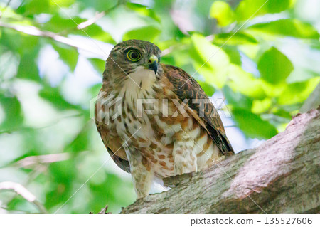 A small bird of prey, the Japanese sparrowhawk, which has been used for falconry in recent years. 135527606