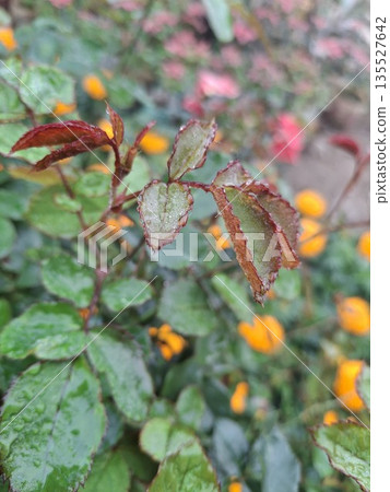 Close-up of dewy rose leaves with vibrant orange flowers in a garden setting during rain Close-up of dewy rose leaves with vibrant orange flowers in a garden setting during rain 135527642