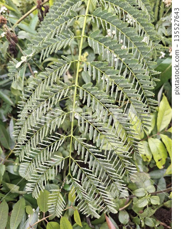 Close-up of frost-tipped fern fronds in a garden, showcasing intricate leaf patterns and a light ice sparkle. Ideal for winter, nature, and botanical-themed stock imagery Close-up of frost-tipped fern fronds in a garden, showcasing intricate leaf patterns and a light ice sparkle. Ideal for winter, nature, and botanical-themed stock imagery 135527643