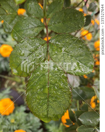 Close-Up Of Glossy Green Rose Leaves With Dew Drops On A Garden Branch Close-Up Of Glossy Green Rose Leaves With Dew Drops On A Garden Branch 135527644