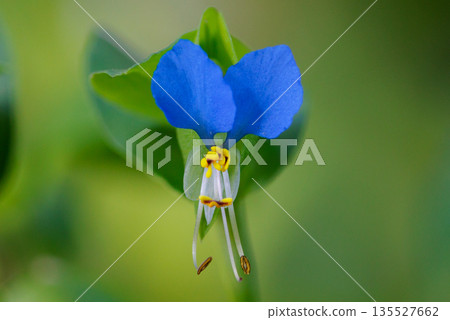 一朵像晨露的花，它在早上開放，在白天關閉 135527662