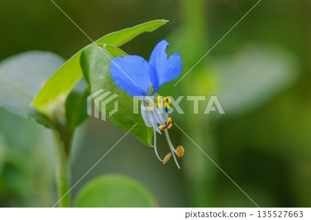 A flower like morning dew that opens in the morning and closes in the daytime A flower like morning dew that opens in the morning and closes in the daytime 135527663