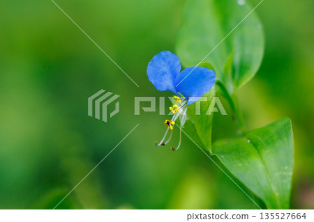 A flower like morning dew that opens in the morning and closes in the daytime A flower like morning dew that opens in the morning and closes in the daytime 135527664
