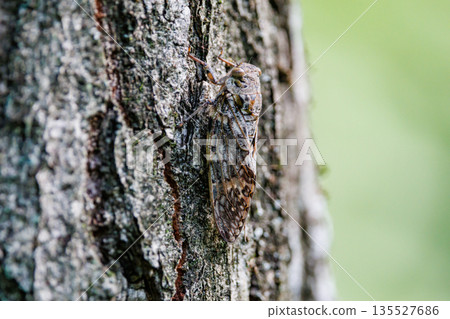 Niinii Seminar 重復著一聲清晰、高亢的叫聲,“切……” Niinii Seminar 重復著一聲清晰、高亢的叫聲,“切……” 135527686