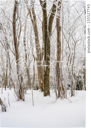 Terrible winter forest 135527743