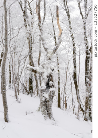 Terrible winter forest Terrible winter forest 135527750