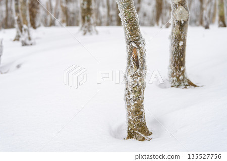 可怕的冬季森林 135527756