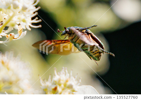 Cetoniinae，一種潛入花朵並幫助授粉的甲蟲 135527760