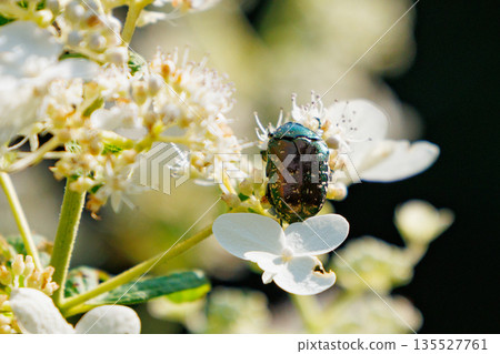 Cetoniinae，一種潛入花朵並幫助授粉的甲蟲 135527761
