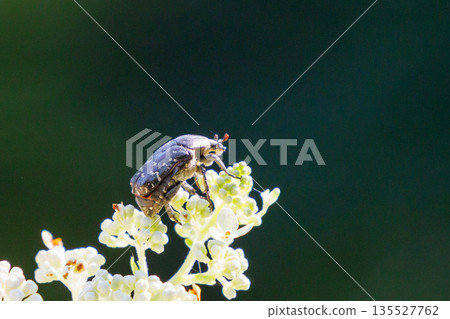 Cetoniinae,一種潛入花朵並幫助授粉的甲蟲 Cetoniinae,一種潛入花朵並幫助授粉的甲蟲 135527762