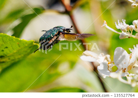 Cetoniinae,一種潛入花朵並幫助授粉的甲蟲 Cetoniinae,一種潛入花朵並幫助授粉的甲蟲 135527764