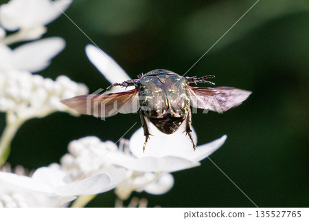 Cetoniinae，一種潛入花朵並幫助授粉的甲蟲 135527765
