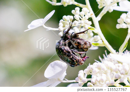Cetoniinae, a beetle that dives into flowers and helps pollination 135527767