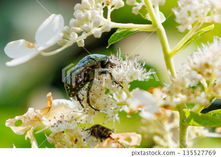 Cetoniinae,一種潛入花朵並幫助授粉的甲蟲 Cetoniinae,一種潛入花朵並幫助授粉的甲蟲 135527769