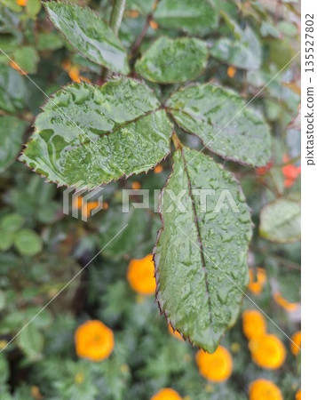 Close-up of dewy green leaves with vibrant orange flowers in a lush garden setting Close-up of dewy green leaves with vibrant orange flowers in a lush garden setting 135527802