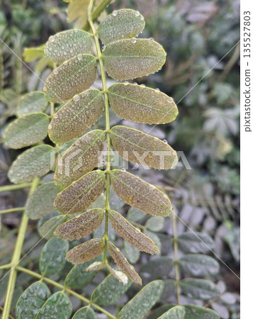 Close-Up Of Dewy Leaflets On A Green Compound Leaf With Water Drops 135527803