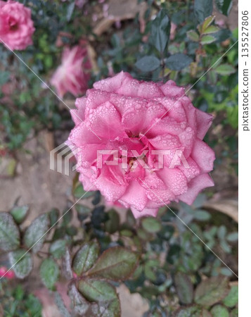 Pink Rose With Dew Drops in Garden-Closeup Bloom, Delicate Petals, Romantic Floral Photo Pink Rose With Dew Drops in Garden-Closeup Bloom, Delicate Petals, Romantic Floral Photo 135527806