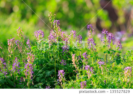 盛開一朵獨特的管狀紫色花的 Corydalis incisa 盛開一朵獨特的管狀紫色花的 Corydalis incisa 135527829