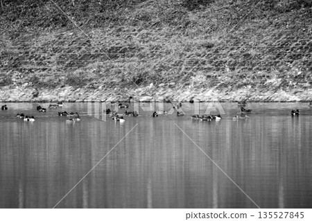 Flock of waterfowl Flock of waterfowl 135527845