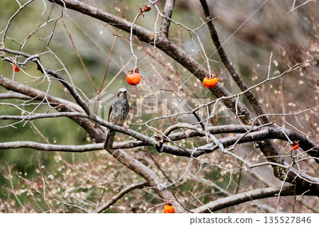 一隻棕耳鵯(學名:Brachypidae)棲息在柿子樹枝上。 一隻棕耳鵯(學名:Brachypidae)棲息在柿子樹枝上。 135527846