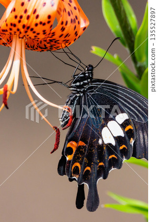 One of Japan's largest swallowtail butterflies, characterized by a white crest on its black wings. One of Japan's largest swallowtail butterflies, characterized by a white crest on its black wings. 135527897