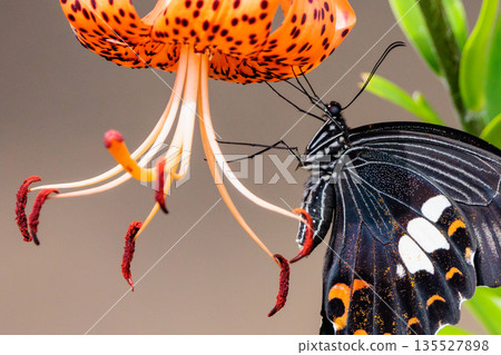 One of Japan's largest swallowtail butterflies, characterized by a white crest on its black wings. One of Japan's largest swallowtail butterflies, characterized by a white crest on its black wings. 135527898