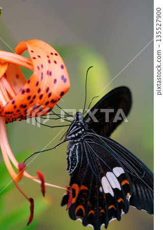 日本最大的燕尾蝶之一，其特徵是黑色翅膀上有白色羽冠。 135527900