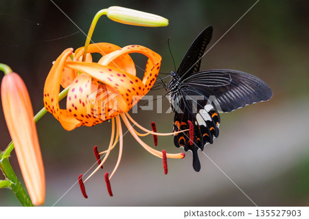 One of Japan's largest swallowtail butterflies, characterized by a white crest on its black wings. One of Japan's largest swallowtail butterflies, characterized by a white crest on its black wings. 135527903