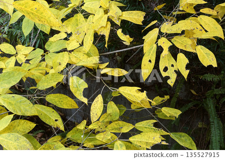十二月冬日，林地中日本木瓜樹枯黃的落葉構成了一個美麗的景象。 135527915