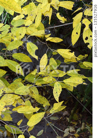 Winter December A landscape of yellowed, dead leaves of the Japanese quince tree in a woodland Winter December A landscape of yellowed, dead leaves of the Japanese quince tree in a woodland 135527916