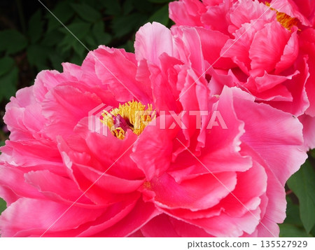 Pretty peony flower Pretty peony flower 135527929