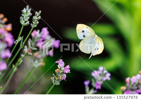 A white fairy fluttering and fluttering, a cabbage white butterfly 135527978
