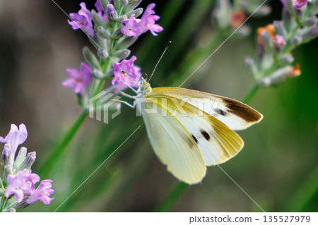 A white fairy fluttering and fluttering, a cabbage white butterfly A white fairy fluttering and fluttering, a cabbage white butterfly 135527979
