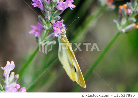 A white fairy fluttering and fluttering, a cabbage white butterfly 135527980