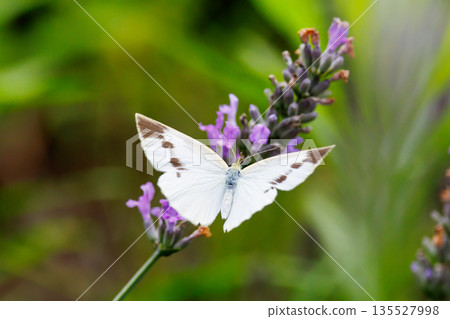一隻白色的仙女飄飄著，一隻白菜蝴蝶 135527998
