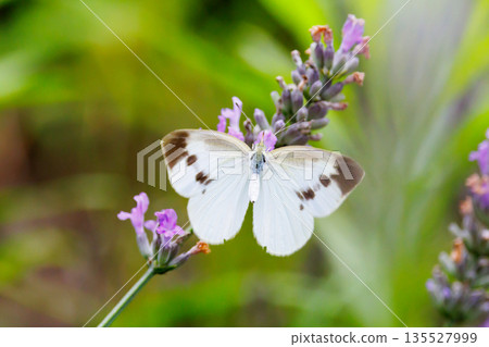 一隻白色的仙女飄飄著，一隻白菜蝴蝶 135527999