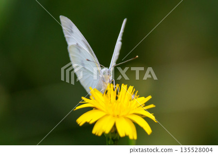 一隻白色的仙女飄飄著,一隻白菜蝴蝶 一隻白色的仙女飄飄著,一隻白菜蝴蝶 135528004
