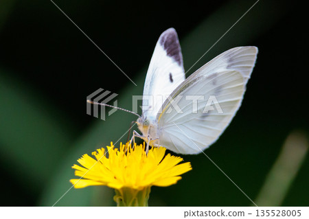 A white fairy fluttering and fluttering, a cabbage white butterfly 135528005