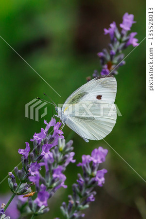 A white fairy fluttering and fluttering, a cabbage white butterfly 135528013