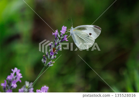 A white fairy fluttering and fluttering, a cabbage white butterfly 135528016