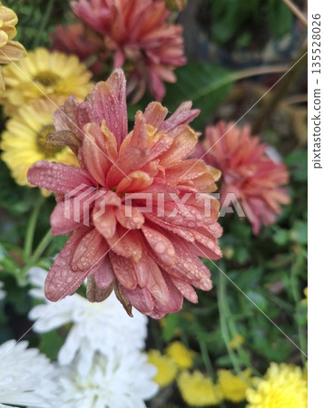 Close-up of colorful garden flowers with water droplets on petals, vibrant and fresh for spring or summer outdoor setting 135528026