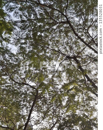 View from beneath a dense network of branches and green leaves, forming a natural canopy against a bright sky View from beneath a dense network of branches and green leaves, forming a natural canopy against a bright sky 135528031