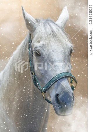 白馬Photoshop處理(加雪) 白馬Photoshop處理(加雪) 135528035