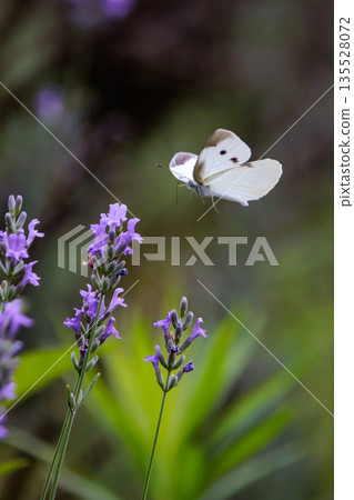一隻白色的仙女飄飄著,一隻白菜蝴蝶 一隻白色的仙女飄飄著,一隻白菜蝴蝶 135528072
